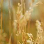 「ナゾノクサ」ポケモンキャラケーキ