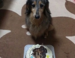 犬イラストケーキ